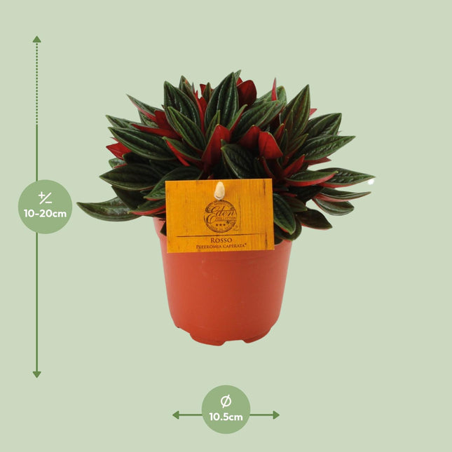 Peperomia Caperata 'Rosso' - Radiatorplant - Makkelijke Kamerplant - Ø11cm - ↕15cm (zonder sierpot)