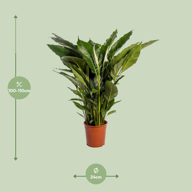 Spathiphyllum Sweet Sebastiano (Lepelplant) - Ø24cm - ↕110cm (zonder sierpot)