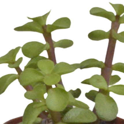 Vetplanten mix 5.5 cm - 5x - in witte pot