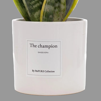 Sansevieria (Vrouwentong) Gift "The Champion" met Wenskaart - Ø12cm - ↕30cm