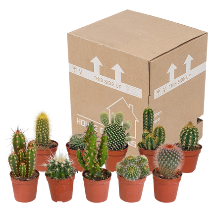 Cactus mix 5.5 cm - 10x - zonder pot