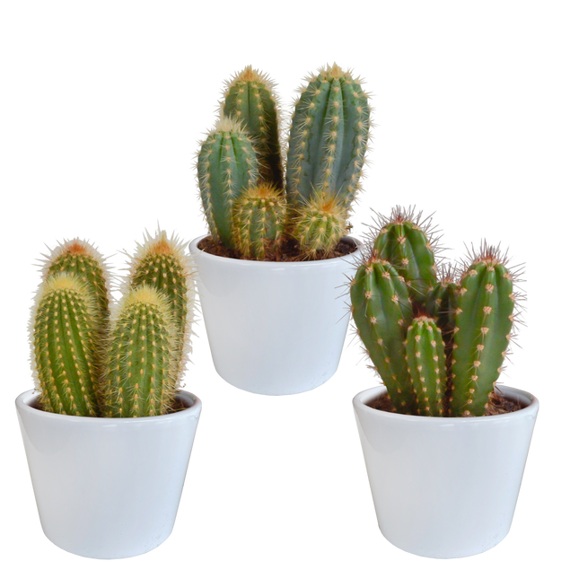 Cereus mix 10,5cm - 3x - in witte pot