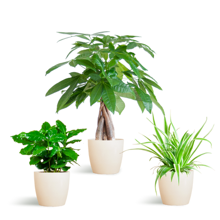 Diervriendelijke Plantenbox - klein - met sierpot Viber Wit - Ø12