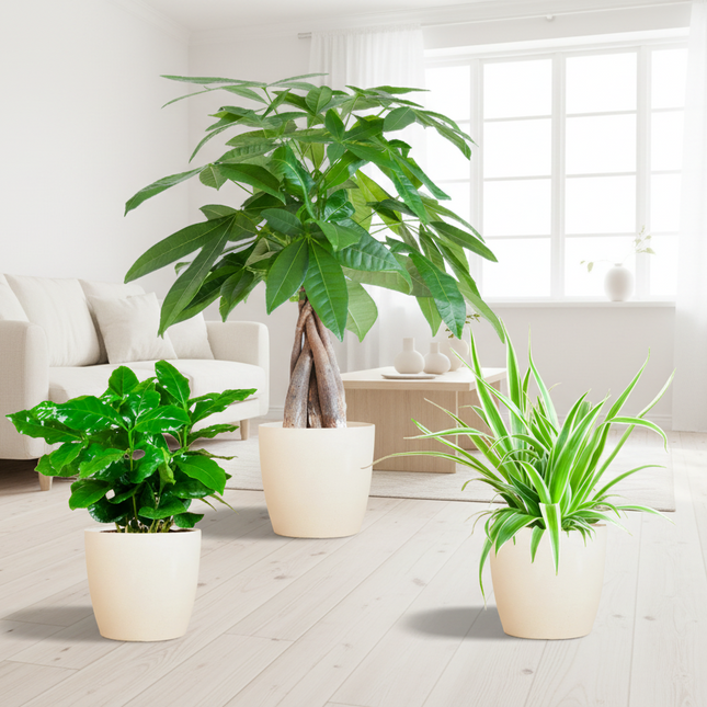 diervriendelijke plantenset