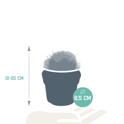 Bolcactus mix 8,5 cm | 3 stuks - zonder pot