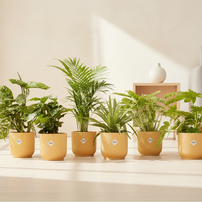 6 planten inclusief elho Vibes Fold Round Ø14 botergeel