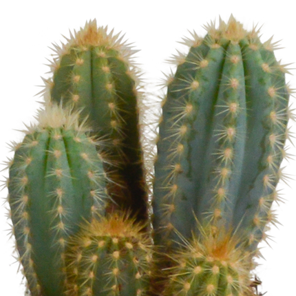 Cereus mix 10,5cm - 3x - in witte pot