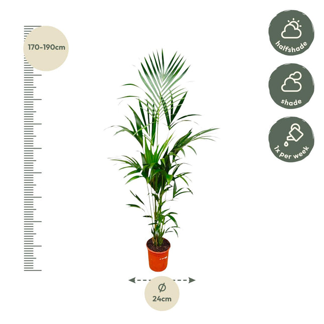 Kentia Palm (zonder sierpot) - Howea Forsteriana - Ø21-24cm - ↕180cm - Grote kamerplant
