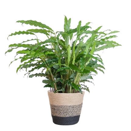 Calathea Rufibarba met Mand Lissabon zwart - 55cm - Ø17