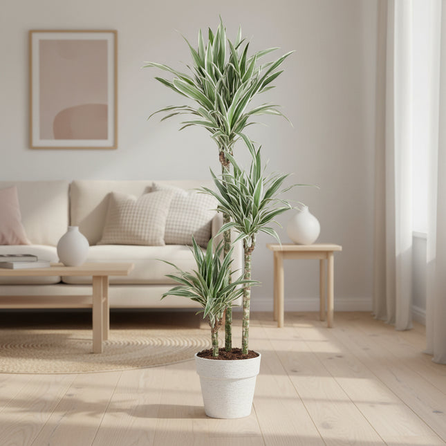 Dracaena White Stripe