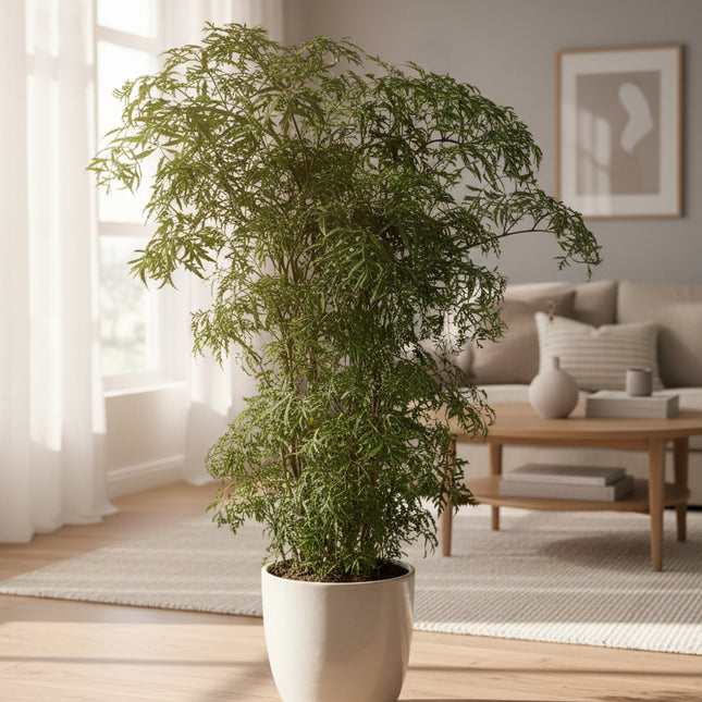 Aralia