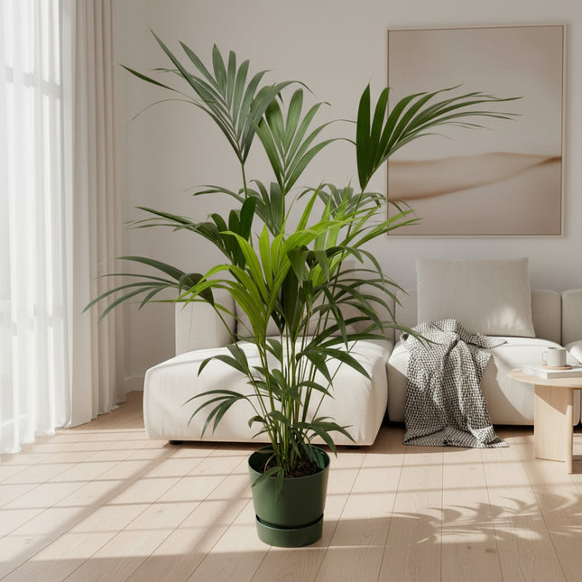 Kentia palm inclusief elho Greenville Round groen