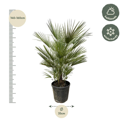 Chamaerops Humilis - 150cm- ø30