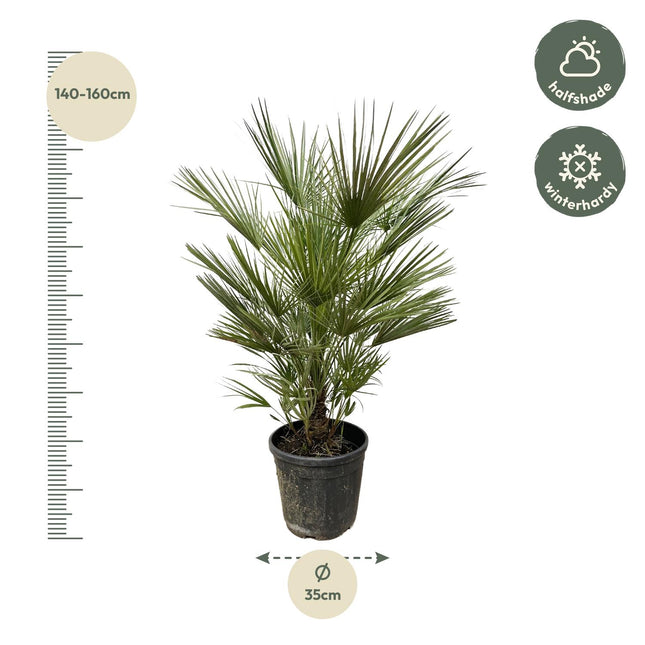 Chamaerops Humilis (Dwergpalm) - Ø30cm - ↕150cm (zonder sierpot)