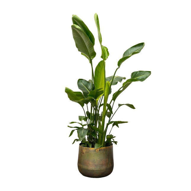 Strelitzia Nicolai de Luxe XXL - Witte Paradijsvogelplant - Ø40cm - ↕250cm (zonder sierpot)