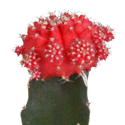 Euphorbia meloformis variegata - Gymnocalycium mix - 5,5cm - 3x