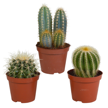 Cactus mix 8.5 cm - 3x - zonder pot