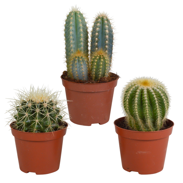 Cactus mix 8.5 cm - 3x - zonder pot