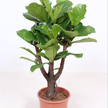 Ficus Lyrata vertakt - Ø27cm - ↕120cm