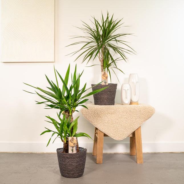 Dracaena & Yucca