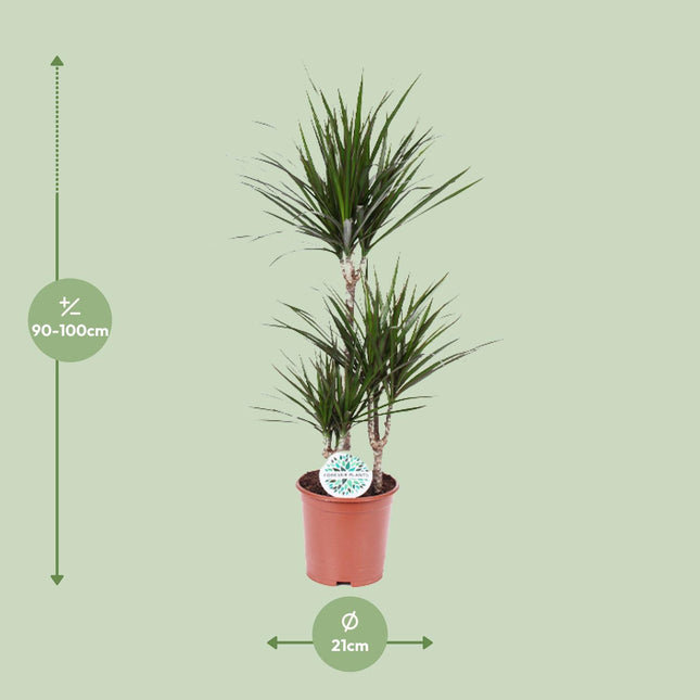 Dracaena Marginata (zonder sierpot) - Drakenbloedboom - Ø21cm - ↕115cm - Grote kamerplant