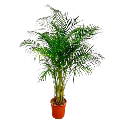 Dypsis Lutescens (Areca Palm) - 180 cm - ø27