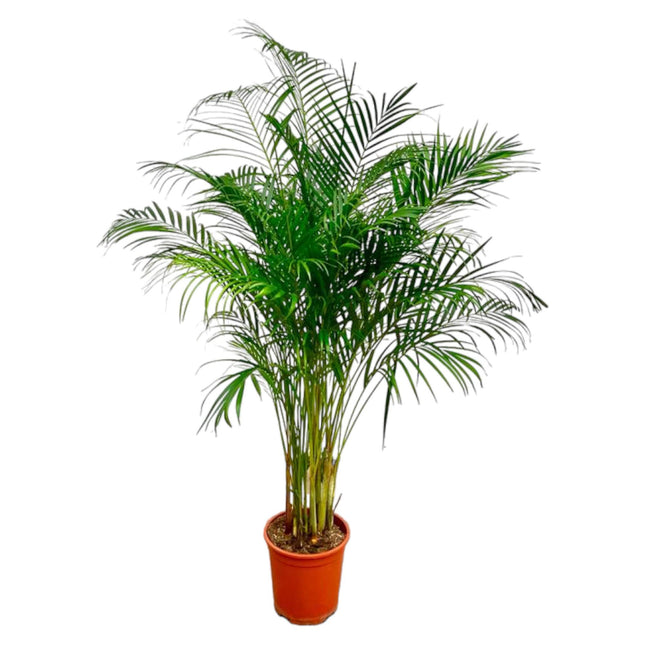 Dypsis Lutescens (Areca Palm) - 180 cm - ø27