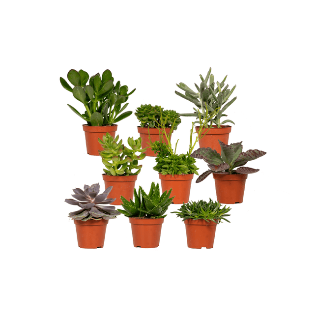 Succulenten Mix - 10 cm - Ø8,5 - 9