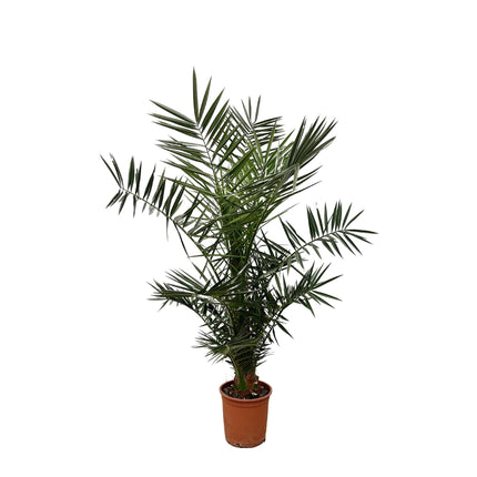 Phoenix Canariensis - 140 cm - Ø21cm