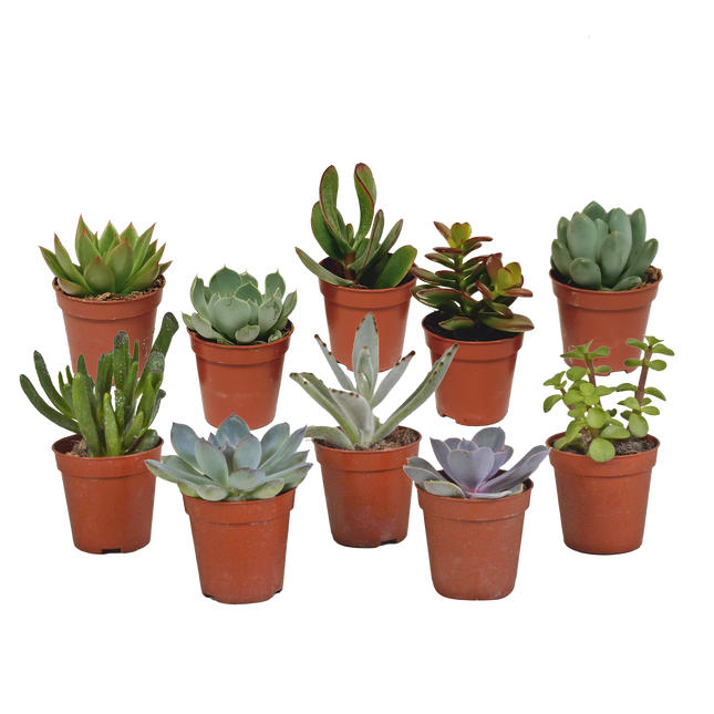 Vetplanten mix 5.5 cm - 10x - zonder pot