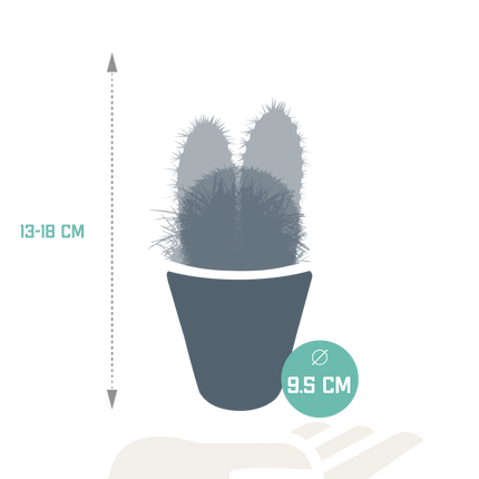 Cactus mix 8.5 cm - 3x - in witte pot