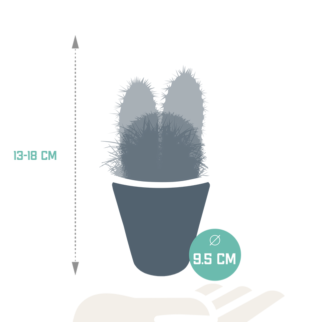 Cactus mix 8.5 cm - 3x - in witte pot