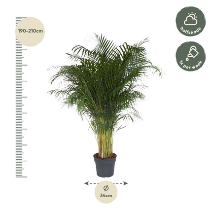Dypsis Lutescens Areca Palm Ø34cm ↕200cm – Grote Huisdiervriendelijke Kamerplant (zonder sierpot)