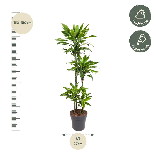Dracaena Golden Coast (zonder sierpot) - Drakenbloedboom - Ø27cm - ↕140cm - Grote kamerplant