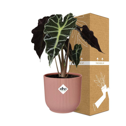 Alocasia Polly (Alocasia Amazonica) in ELHO Vibes Fold sierpot 14cm Roze - ↕30cm