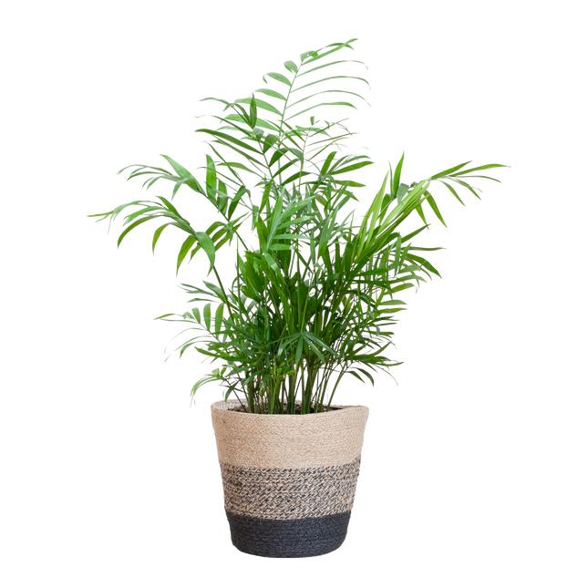 Chamadorea Elegans met Mand Lissabon zwart - 55cm - Ø17
