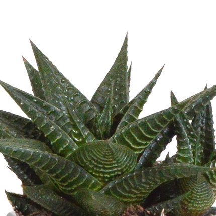 Gasteria/Haworthia mix 8,5cm - 3x - in terracotta pot