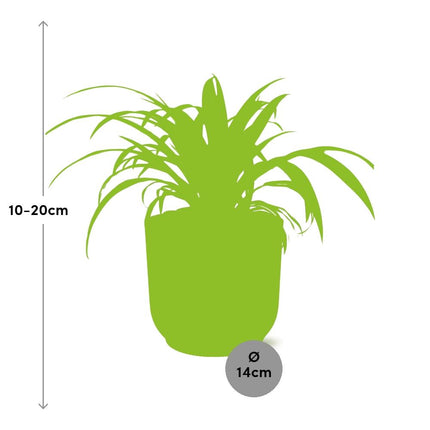 Graslelie 'Variegatum' - Chlorophytum - Ø15cm - ↕25cm + ELHO Vibes Fold Pot 14cm - Roze
