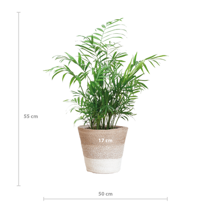 Chamadorea Elegans met Mand Lissabon wit - 55cm - Ø17