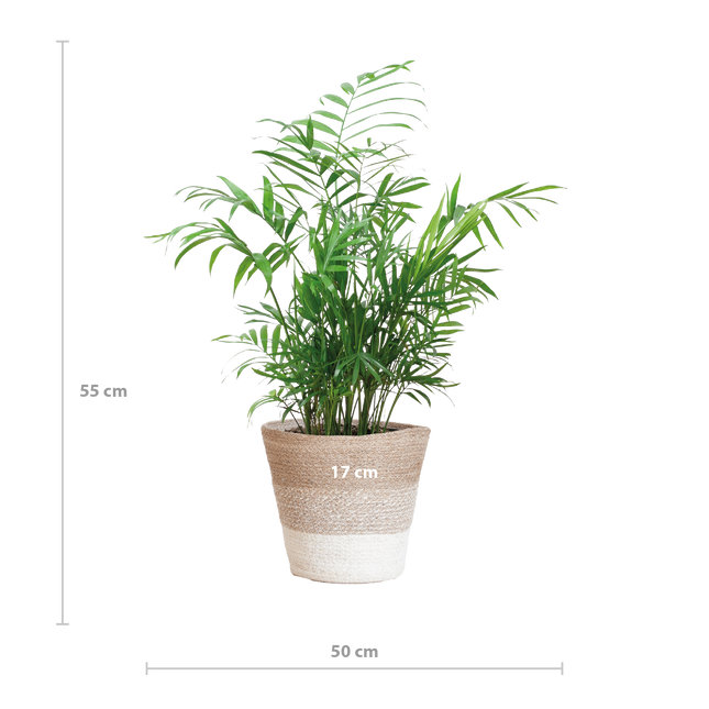 Chamadorea Elegans met Mand Lissabon wit - 55cm - Ø17