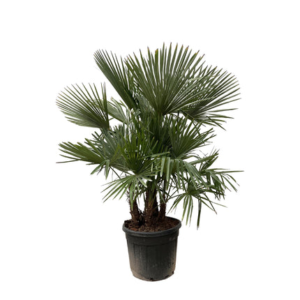 Trachycarpus Fortunei Multi-Stam - Waaierpalm 230cm - Winterharde Palmboom