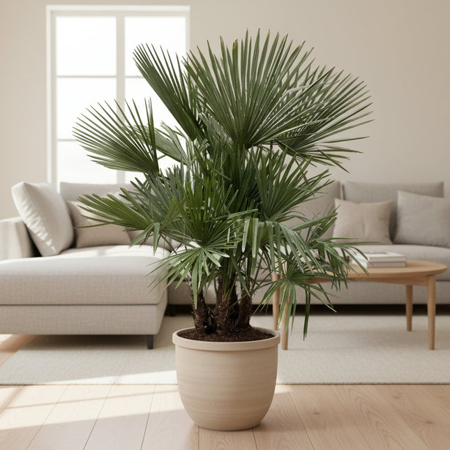 Trachycarpus Fortunei