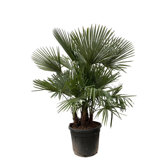 Trachycarpus Fortunei Multi-Stam - Waaierpalm 230cm - Winterharde Palmboom