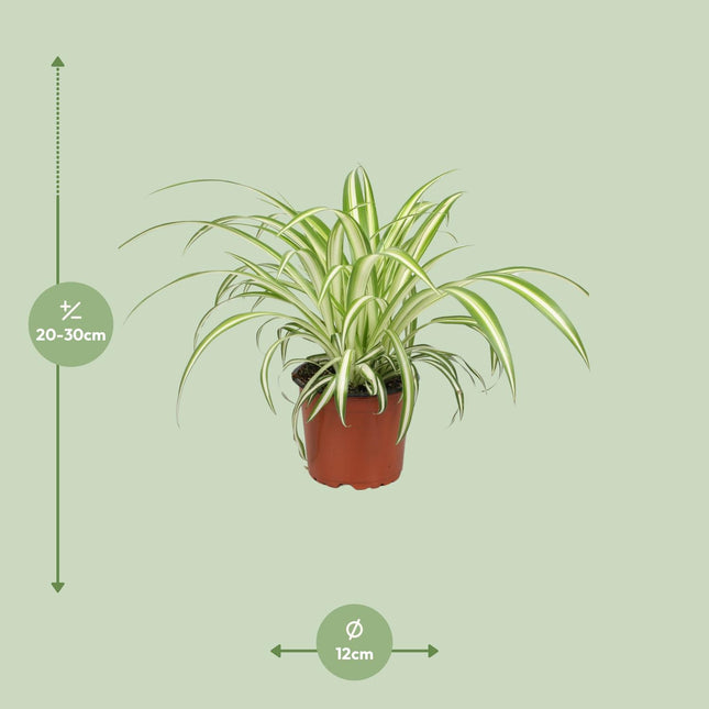 Graslelie - Chlorophytum - Makkelijke Kamerplant - Ø12cm - ↕25cm (zonder sierpot)