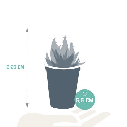 Gasteria/Haworthia mix 5,5cm - 5x - in terracotta pot