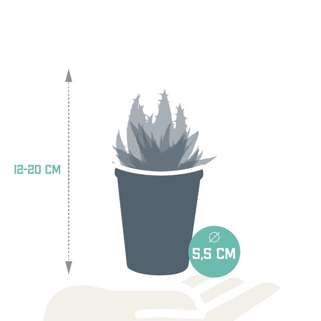 Gasteria/Haworthia mix 5,5cm - 5x - in terracotta pot