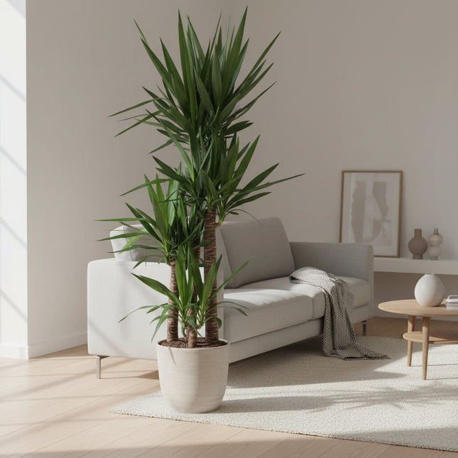 Yucca Elephantipe - 180 cm - ø34