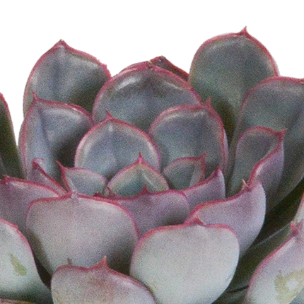 Echeveria mix 8.5 cm - 3x - zonder pot