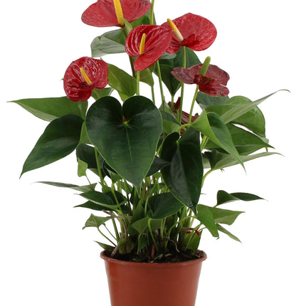 Anthurium Success Red In Transparant Sleeve - Ø14cm - ↕43cm