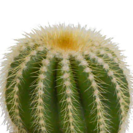 Cactus mix 8.5 cm - 3x - zonder pot